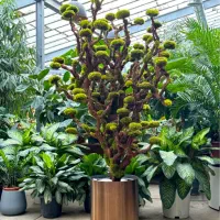 نیروی تولید گیفت های خزه ای