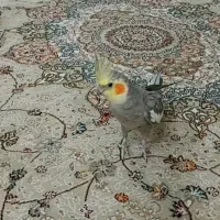 گمشده عروس هلندی اریسون جی