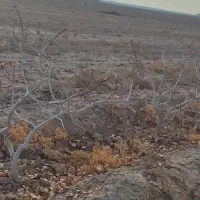 فروش-باغ-پسته-و-زمین