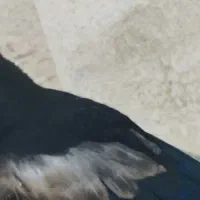 خرید و فروش پرنده