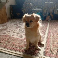 توله سگ فروشی|سگ|گنبد کاووس, |دیوار