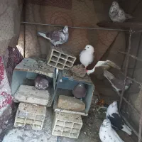 کفتر پرشی|پرنده|سیرجان, |دیوار