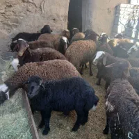 ۳۰ راس بره نر پای پروار فروشی