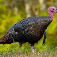 فروش دوعدد بوقلمون ماده