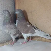 کفتر پرشی|پرنده|قم, باجک دو|دیوار