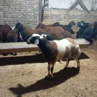 نر بروجردی|حیوانات مزرعه|خان ببین, |دیوار