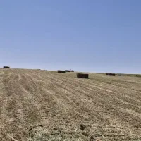 فروش ۳۳۰ بسته پرس یونجه