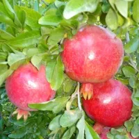 باغ هزار متری در سلفچگان