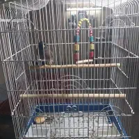 مرغ مینا با قفس