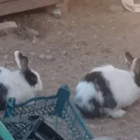 خرگوش