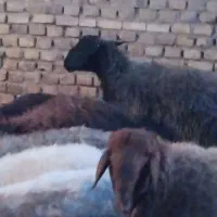 فروش تغل|حیوانات مزرعه|اردکان, |دیوار