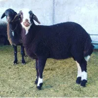 گوسفند زنده سراسر تهران باقصاب درب منزل شما