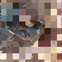 کبوتر فراری سبز تو دم دار