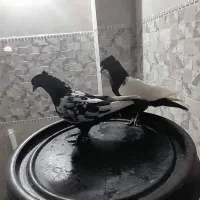 کبوتر خال