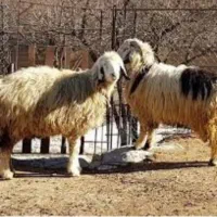 خرید فروش گوسفند بز و میش و گاو|حیوانات مزرعه|یاسوج, |دیوار