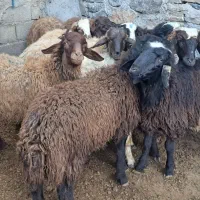 کاور رانکی نر  ۱۰سر فروش فوری