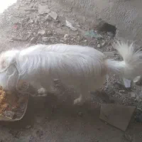 سگ خ بیست هم نگهبان خوبی