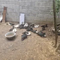 اردک|پرنده|کوچصفهان, |دیوار