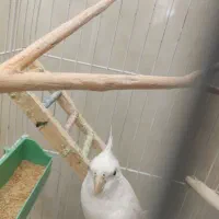 عروس هلندی نر البینو|پرنده|بافت, |دیوار