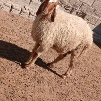 بره نر قوچ عراقی|حیوانات مزرعه|اهواز, کوی علوی|دیوار