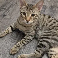 واگذاری گربه