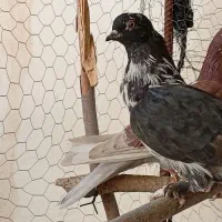 کبوتر پرشی|پرنده|فرخ‌شهر, |دیوار