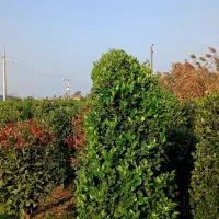 یاس هلندی لوکس و فتونیا تنه قوی|گل و گیاه طبیعی|رودسر, |دیوار