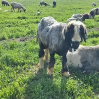 قوچ بختیاری