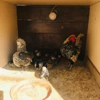 جوجه سبرایت