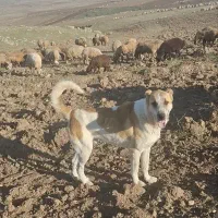 واگذاری سگ|سگ|اردبیل, |دیوار