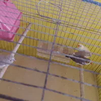 فنچ|پرنده|گلستان (تهران), |دیوار