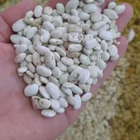 یک تن لوبیا سفید هلندی|عمده‌فروشی|صحنه, |دیوار