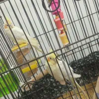 عروس هلندی نر وماده
