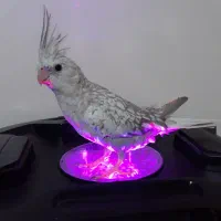 سه عدد عروس هلندی اا ما هه