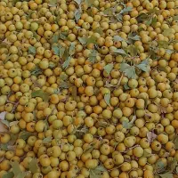 شبیه کوهی(زالزالک)