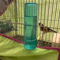 ماده‌سهره داغ سر نشون دار جفتی با سهره