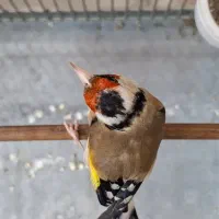 سهره داغسر