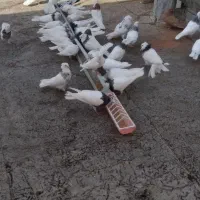 کبوتر طوقی|پرنده|سنقر, |دیوار