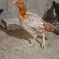 مرغ لاری اصل