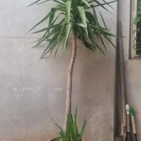 گیاه یوکا