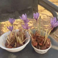 فروش پیاززعفران