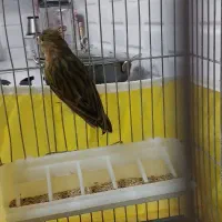 قناری|پرنده|مسجد سلیمان, |دیوار