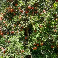 سیب زرد و قرمز