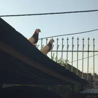 کبوتر گمشده