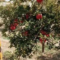 بادرود فراوان فروش ۱۲۰درخت انار|گل و گیاه طبیعی|اصفهان, براآن شمالی|دیوار