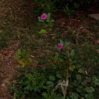 کمک به ایتام|فعالیت داوطلبانه|کرج, کوی امامیه|دیوار