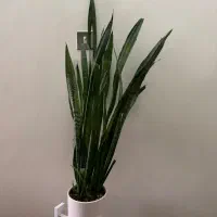 گل طبیعی واپارتمانی|گل و گیاه طبیعی|شیراز, شهرک والفجر|دیوار