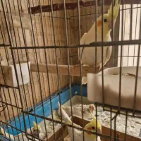 عروس هلندی با جوجه