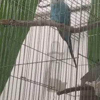 مرغ عشق مولد|پرنده|بروجرد, |دیوار