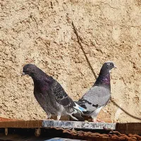 کفتر جوجه دهنجور به شرط پرش عالی